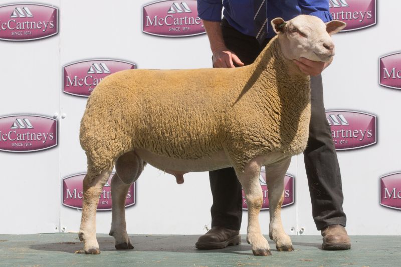 Edstaston Sotogrande Edstaston Sotogrande